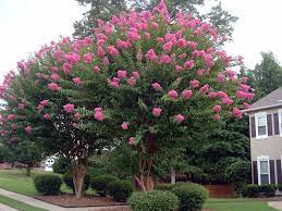 According to the holmdel public records, the property at 7 crape myrtle dr, holmdel, nj 07733 has approximately 4,054 square feet, 4 beds, 4 full and 1 half baths with a lot size of 0.47 acres. Crepe Myrtle Your Questions Answered Southern Living