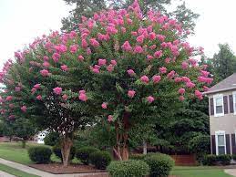 We did not find results for: Crepe Myrtle Your Questions Answered Southern Living