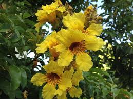 Image result for Markhamia lutea