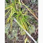 Image result for Costularia