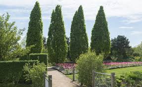 Die Schonsten Saulenbaume Fur Jede Gartengrosse Haus Baume Garten Und Garten Pflanzen