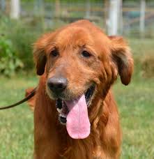 Homeward Bound How Can Anyone Not Adopt One Of These Golden Retriever Rescue And Sanctuary Inc Golden Retriever Rescue Golden Retriever Sanctuary