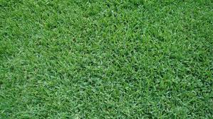 This makes states like florida, texas, and even the carolinas, prime real estate for st. Palmetto St Augustine 500 Acres Of Quality Sod Available To Purchase Unadilla Ga The Sod Source Measuring Calculating Sod