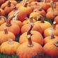 Second Anuual Rock Swap and Tailgate Sale at the Missoula Historical Museum's Fall Harvest Festival