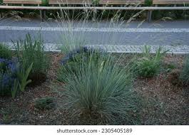 Image result for Leptochloa coerulescens