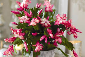 Indoor gardening and flowering plant guides. Alternative Christmas Houseplants Bbc Gardeners World Magazine