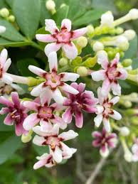 Image result for Schrebera