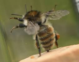 Image result for Bombus humilis