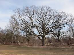 Image result for Scleria delicatula