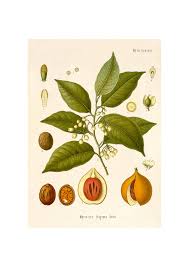 Image result for Myristicaceae