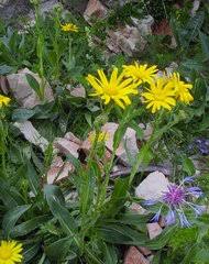 Image result for Senecio luembensis