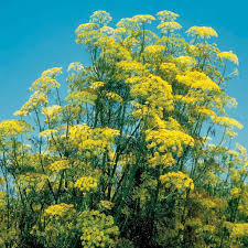 Dill is both an herb and a spice. Long Island Mammoth Dill Seeds Ferry Morse Home Gardening 202 S Washington St Norton Ma 02766