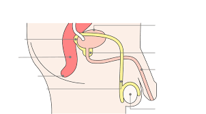 chronic bakteriální prostatitis stages