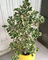 Ficus Triangularis Variegata A Beautiful Different Looking Ficus Tree Https Www Houseplant411 Com Askjudy Triangle F Inside Plants Plants Trees To Plant