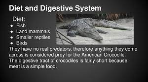 American Crocodile Crocodylus Acutus Ppt Download