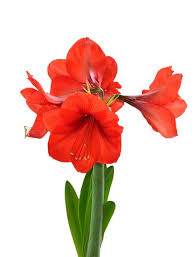 Image result for Hippeastrum
