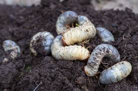 What do grubs look like. Controlling White Grubs On Lawns And Turf Alabama Cooperative Extension System