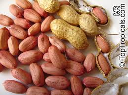 Image result for Arachis hypogaea