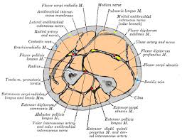 There are more individual muscles in your forearm than in any other large muscle group. Anterior Compartment Of The Forearm Wikipedia