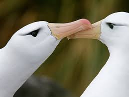 Black And White Birds In Georgia Albatross Picture Bird Wallpaper National Geographic Photo Of The Day Black Brows Pet Birds Wildlife Photography