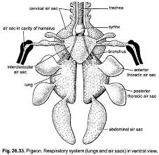 We did not find results for: Respiratory System Of Pigeons With Diagram Chordata Zoology