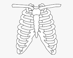 15 ribcage drawing professional designs for business and education. Cartoon Skeleton Png Easy Rib Cage Drawing Transparent Png Kindpng