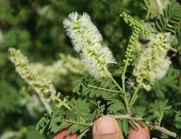 Image result for Acacia welwitschii