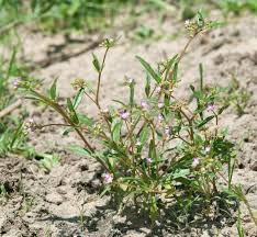 Image result for Gisekiaceae