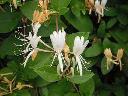 Pin On About Plants Flowers