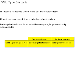 Expression Of B-Galactosidase Gene From Aspergillus Oryzae With... |  Download Scientific Diagram