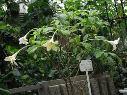 Image result for Rothmannia longiflora