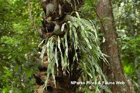 Image result for Vittaria elongata