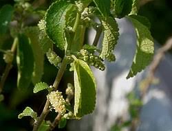 Image result for Acalypha psilostachya