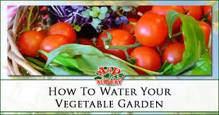 Sink them up to the rim next to thirsty plants such as squash, then water into the pot. How To Water Your Vegetable Garden A P Nursery