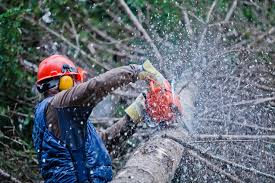 Jacksonville, fl jacksonville beach, fl atlantic beach, fl neptune beach, fl st. Tree Service Jacksonville Nc Tree Removal Tree Trimming