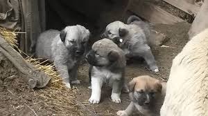Satilik Kangal Yavrusu Mus Satilik Kangal Yavrusu Fiyatlari Ilanlari Ucretsiz Sahiplendirme 05468858919