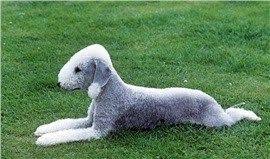 Bedlington Terrier Kopek Cinsi Westminster Dog Show Terrier Breeds Dog Breeds
