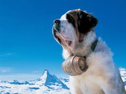 Sauveteur Photo Chien Saint Bernard Chien