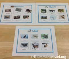 A movement from one country or region to another. Animals In Winter Unit Trillium Montessori Winter Theme Preschool Winter Animals Winter Preschool