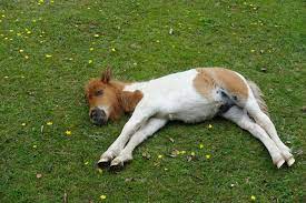 A Guide To Horses And Their Sleeping Habits
