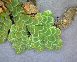 Image result for Azolla filiculoides