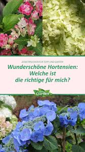 Hortensien In Topf Und Garten Pflanzen In 2020 Pflanzen Garten Pflanzen Garten