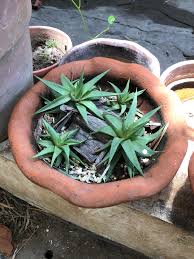 Co2 boost enhancer 7 out of 9 plants have sprouted and are active. Found This In My Grandma S Garden What It S Name Can I Grow It Indoors Plantidentification