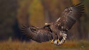 #amerikaanse zeearend #bald eagle #bird #dieren #duitsland #germany #haliaeetus leucocephalus #nature #natuur. Zeearend Haliaeetus Albicilla