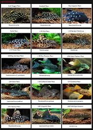 spotted plecos plecos galore tropical fish aquarium