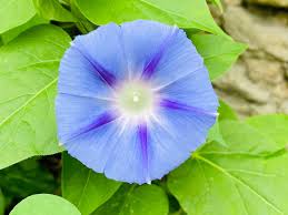 Image result for Ipomoea tricolor