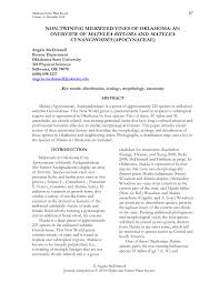 Image result for Embelia welwitschii