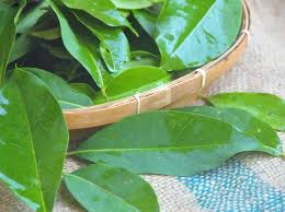 Selain Untuk Bumbu, Ini 6 Manfaat Rebusan Daun Salam Menurut Ahli Gizi