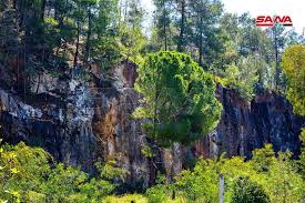 جمال الطبيعة في قرية قرفيص بريف جبلة في محافظة اللاذقية ♥️♥️ #اللاذقية ♥️♥️  الصور نقلا عن وكالة الأنباء السورية سانا 🇸🇾