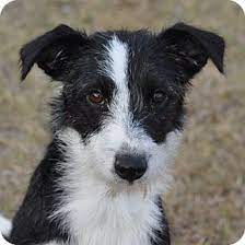 Buffy Adopted Puppy 530 Garland Tx Border Collie Jack Russell Terrier Mix Border Collie Border Terrier Puppy Puppies